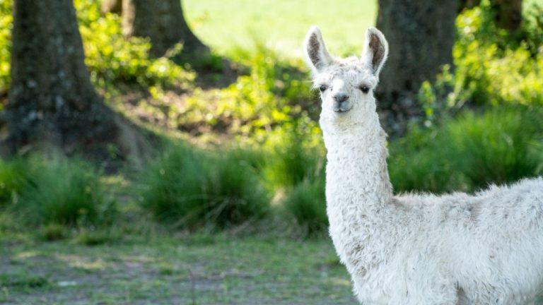 Defillama Criticizes Misleading RWA Metrics, Calls out Figure's Allegations